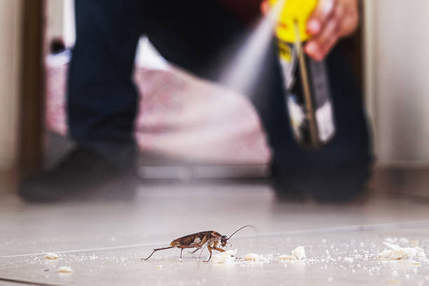 Reliable Lookout Mountain, GA Pest Control Solutions